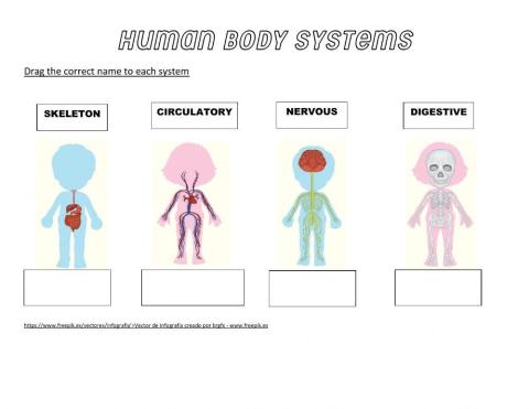 Human Body Systems