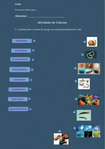 Exercício - invertebrados