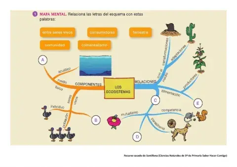Esquema Ecosistemas.