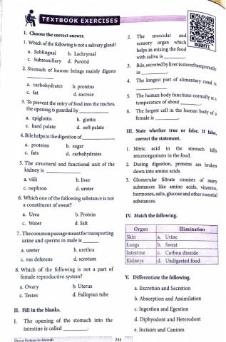 Organ system of animal