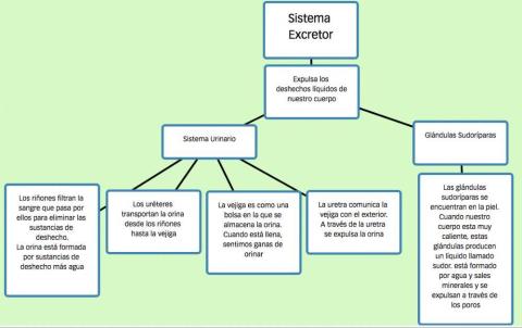 Sistema Excretor Esquema