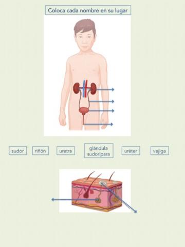 Sistema Excretor Unir