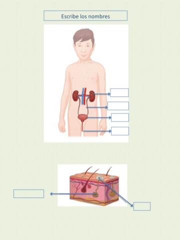Sistema Excretor Escribir