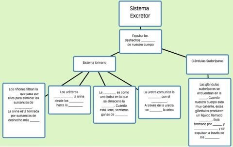Sistema Excretor Completar Esquema