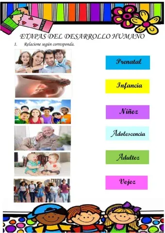 Etapas de Desarrollo