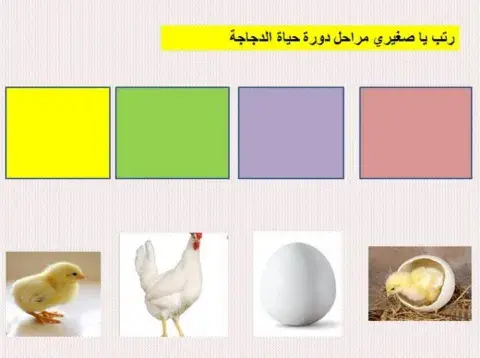دورة حياة الدجاجة