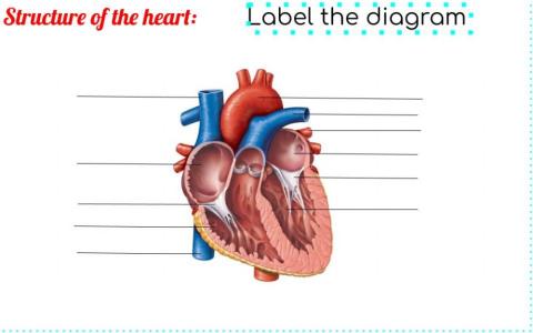 Structure of the heart