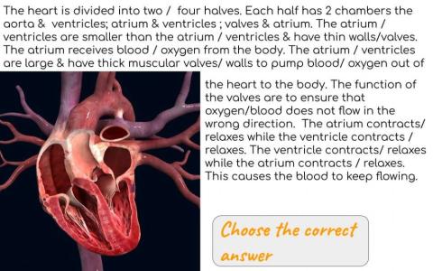 The path of blood through the heart