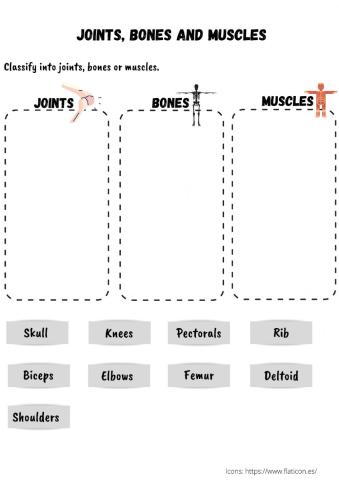 Joints, bones and muscles