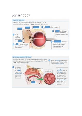 Los sentidos