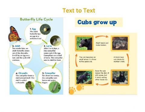 Text to Text- Bears and Butterflies life cycles- Venn diagram