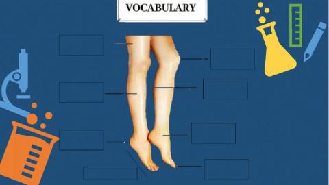 Vocabulary