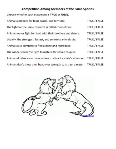 Competition Among Animals