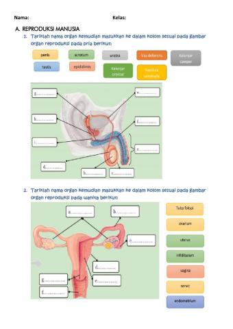 Lkpd reproduksi kelas 9