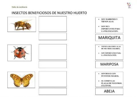 Insectos beneficiosos huerto