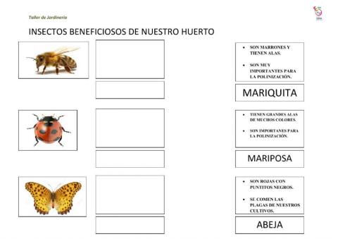 Insectos beneficiosos huerto