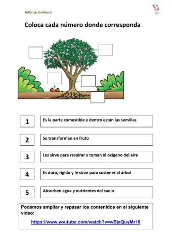Partes y funciones de un árbol
