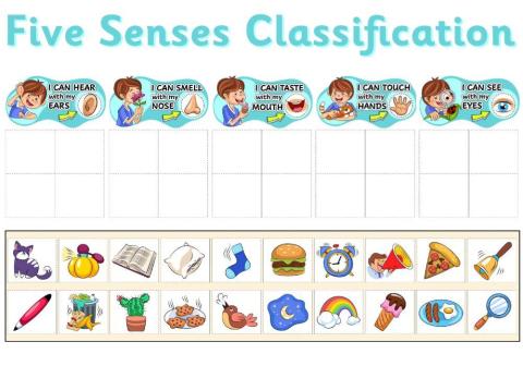 Five Senses Classificacion
