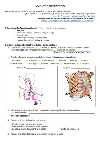 Aparato respiratorio