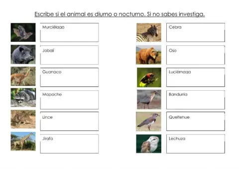 Animales diurnos y nocturnos