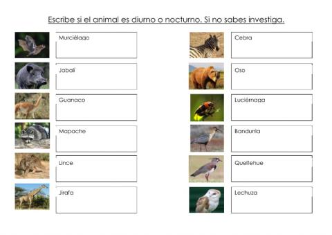 Animales diurnos y nocturnos