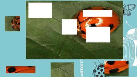 Vaquita de San Antonio