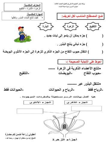 ورقة تقييم دورة حياة النبات