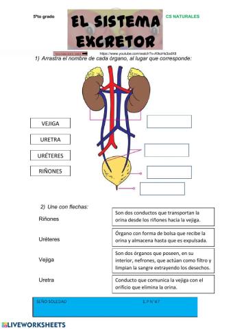 Sistema excretor urinario 5° A y B - seño Soledad- EP 47