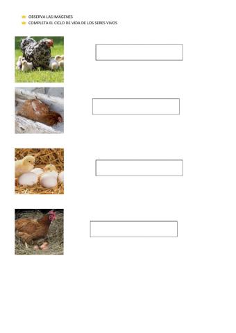 Ciclo de vida seres vivos