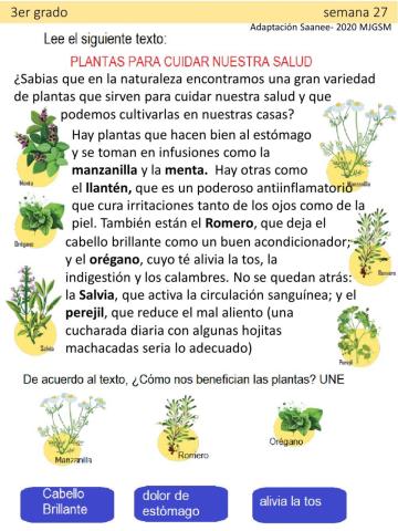 Las plantas medicinales