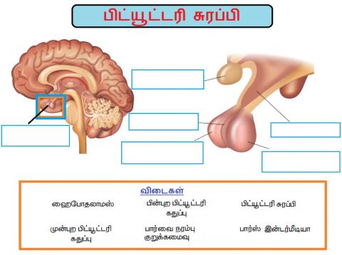 அலகு 16. தாவர மற்றும் விலங்கு ஹார்மோன்கள்