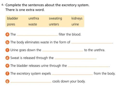 Excretory System Activity 4