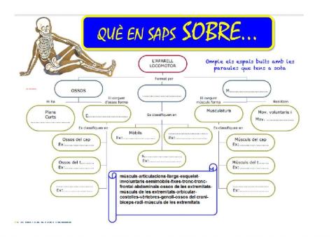 L'aparell locomotor: ossos, músculs i articulacions