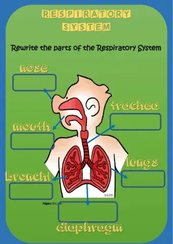 Respiratory System- parts