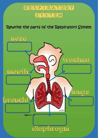 Respiratory System- parts