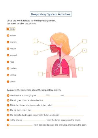 Respiratory System Activities