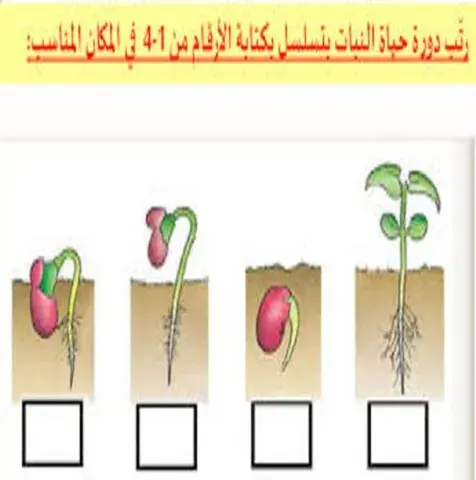 رتب  دورة حياة النبات
