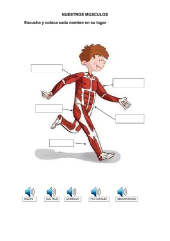 LOS MUSCULOS