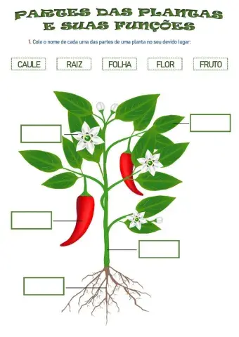 Partes de uma planta e suas funções
