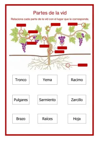 Partes de la vid