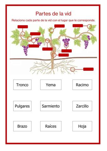 Partes de la vid