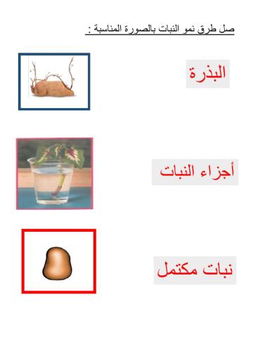 طرق نمو النبات المختلفة 1