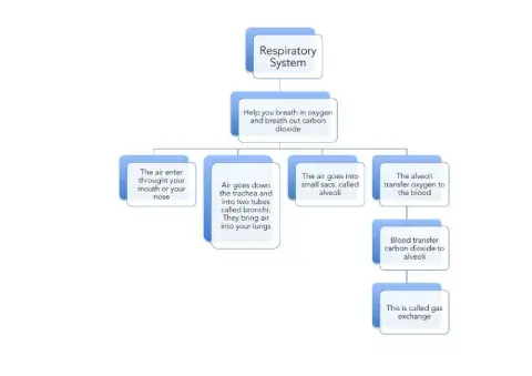 Respiratory System scheme