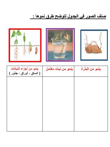 طرق نمو النباتات