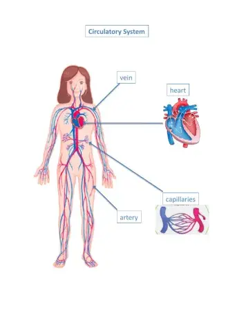 Circulatory System
