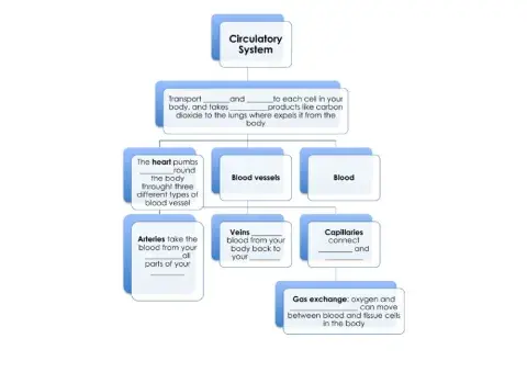 Circulatory System Scheme Complete