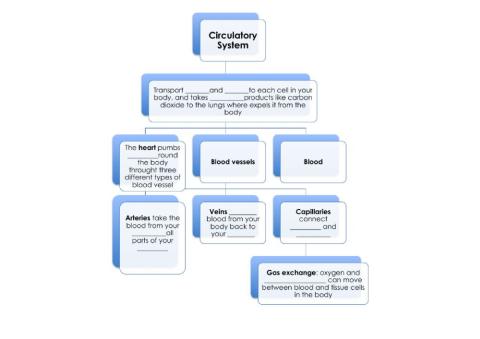 Circulatory System Scheme Complete