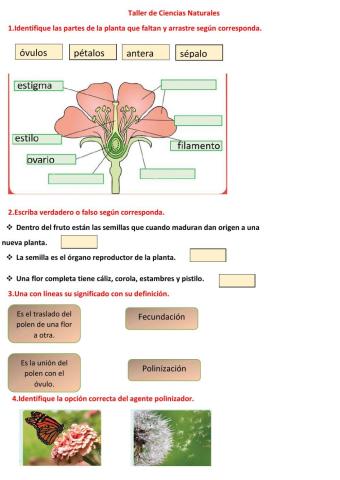 Partes de la planta y reproducción