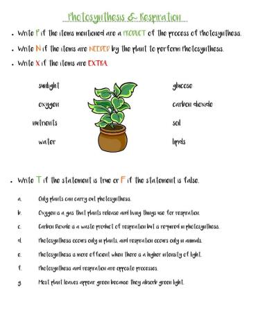 Photosynthesis - Respiration