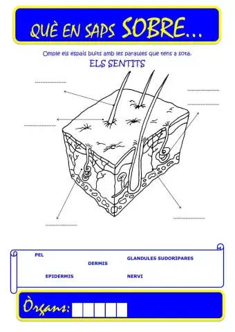 Que saps sobre... Organ-Tacte